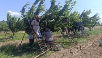 Sadece Edirne'de var! Köyün dibinden Avrupa'ya satılıyor: 300 ton hasat yapılldı, fiyatı yüz güldürüyor