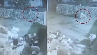 Diyarbakır'da koyunun kurda oyunu! Ölü taklidi yaparak kurtuldu