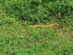 İzmit Turgut Mahallesi'nde yılan paniği