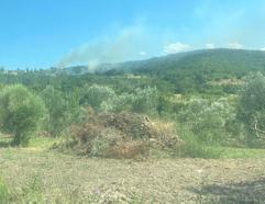 Çanakkale'deki orman yangınının çıkış nedeni, sigara izmariti