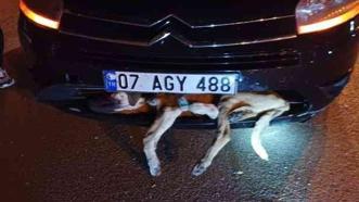 Hayvanlara çarpıp kaçan sürücülere büyük ceza! Veterinere götürmeyen cezayı öder
