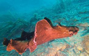 Saros Körfezi’nde 'İspanyol dansçısı' balığı görüntülendi