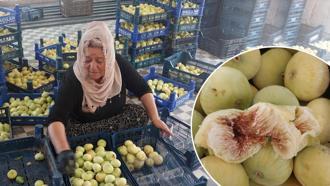 Altından bal akıyor! Kilosu 250 TL'den başladı, hala 120 TL'den alıcı buluyor
