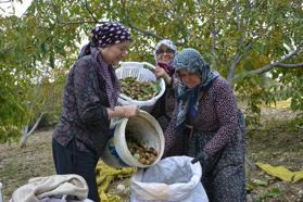 Manisa'da ceviz hasadı başladı