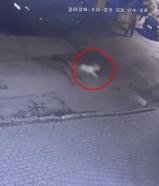 Cipiyle, sahibinin gezdirmeye çıkardığı köpeğe çarpıp kaçtı; o anlar kamerada