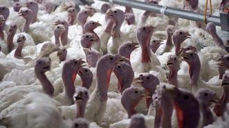 Yılbaşı sofralarının vazgeçilmez yemeği hindinin fiyatı belli oldu! Batıda yılın 12 ayı tüketiliyor Türkiye'de yılbaşında hatırlanıyor