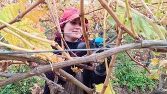 Manisa'da budama maliyetleri artınca üreticiler bağa indi!