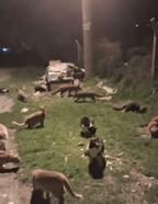 Kedi ve tilkilerin yan yana beslendiği anlar kamerada