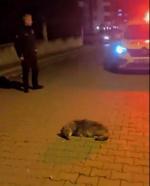 Samsun'da bitkin halde bulunan yavru çakal, tedaviye alındı