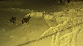 Sivas - Yaban hayvanları, köpeksiz köyü mesken tuttu