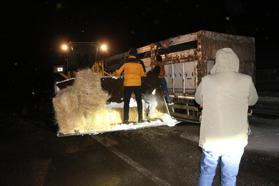Bingöl’de tipide mahsur kalan büyükbaş hayvanlara saman ulaştırıldı