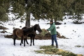 Toros Dağları’ndaki yılkı atlarına yiyecek desteği