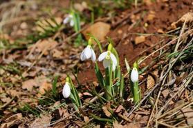 Konya'da yasaklandı: Dağ başında bulundu, gören seviniyor