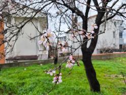 Edirne'de meyve ağaçları, şubat ayında çiçek açtı