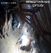 Karın çatısını çökerttiği ahırdaki hayvanları birer birer kurtardılar