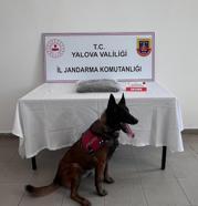 Yalova’da 1 kilo 590 gram skunk ele geçirildi; 1 tutuklama