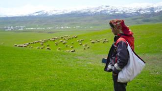 Kırsalda Bereket Küçükbaşa Destek Projesi! Muş'ta başvurular başladı: 100 baş küçükbaş hayvan temin edilecek