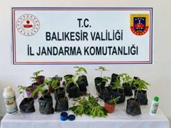Erdek'te jandarma, 32 kök kenevir ele geçirdi