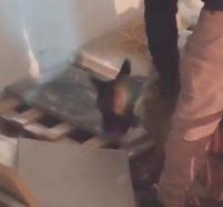 İş yerindeki uyuşturucuyu narkotik köpeği  'Zeus' buldu
