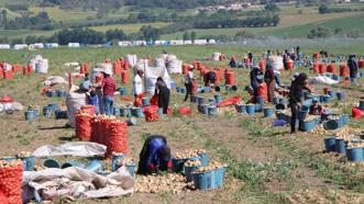 Amasya'da tarlada fiyatı 25 TL'ye çıktı! Dev hasat başladı: Çiftçinin yüzü gülüyor