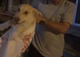 Çuvala koyulan köpeği, hayvansever kadın kurtardı