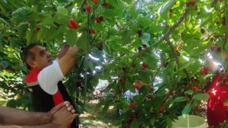 Aydın'da kiraz hasadı bin 717 üretici tarafından sürdürülüyor