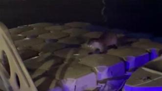 Zonguldak'ta iskeleye çıkan su samurlarını balıkla beslediler