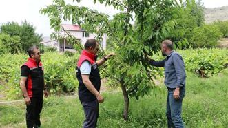 Bu yıl yüzler gülecek! Erzincan'da kiraz üretiminde bolluk ve bereket sezonu başladı