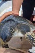 Çuvala dolanan caretta carettayı balıkçı kurtardı