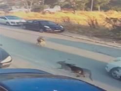 Aracını köpeğin üzerine sürdü: Silivri'de ölümüne neden oldu