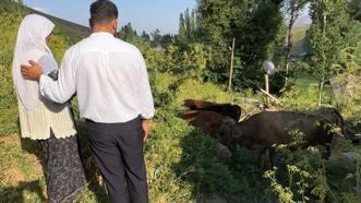 Uçurumdan düşen ineği için gözyaşı döken 7 çocuk annesi Ayni teyzeye yardım eli uzatıldı