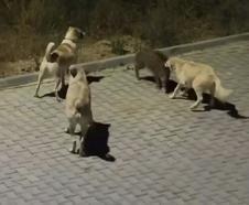 Kuşadası’nda başıboş köpekler yavru yaban domuzuna saldırdı; o anlar kamerada