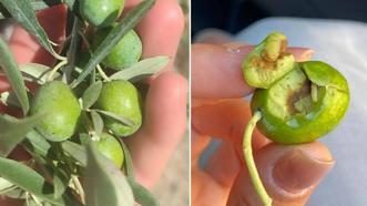 Didim'de zeytin üreticilerine kritik uyarı! Zeytin sineği tehlikesi için mücadele çağrısı