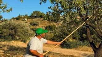 Kilosu altın değerinde! Dalından tek tek toplanıyor! Coğrafi işaretli lezzette hasat başladı