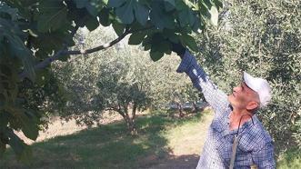 Mut'un 'beyaz altınında' rekolte şoku: 'Yok yılında' verim üçte bire düştü