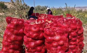 Kırıkkale'de çiftçi 20 dönümden 80 ton verim elde etti! Ata tohumundan üretti, kilosu 30 liradan satılıyor