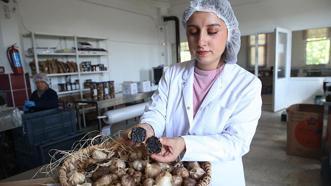 Güney Kore gezisinde gördü Kastamonu'da üretti! Girişimci vatandaş Taşköprü'nün beyaz altınını siyah altına çevirdi