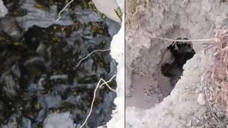 Bal porsuğunun saldırısı sonucu eşek arısı yuvası ortaya çıktı