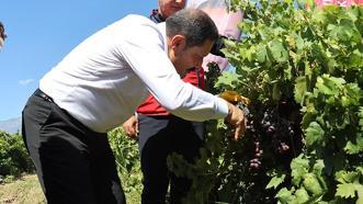 Hatay'da bağ bozumu heyecanı başladı: 50 bin hektar alanda 85 bin ton üzüm rekoltesi bekleniyor!