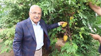 Fındığa rakip geliyor! Karadeniz'de yetişmez dediler, deneme amaçlı başladılar, seralar coştu