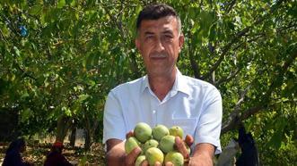 Kahramanmaraş'ın yeşil altınında hasat başladı! Geçen yıl don vurmuştu, bu yıl yüzler gülüyor: AB tescilli lezzette sezon heyecanı!