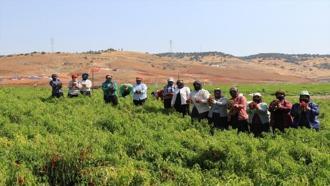 Kilis'te Biber Festivali başlıyor
