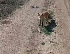 Bayburt'un yeni maskotu tilki: Mazlum ismini verdiler