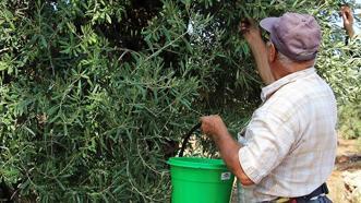 Didim'de zeytin üreticilerine 'zeytin sineği' uyarısı: Hasatta kaliteyi korumak için kritik dönem!