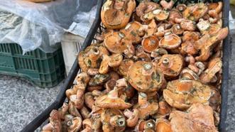 Yağmurların ardından ortaya çıktı! Kilogramı 500 TL’den kapış kapış satılıyor
