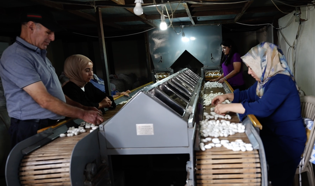 Diyarbakır’da ipek böcekçiliği, bin çiftçiye geçim kaynağı oluyor