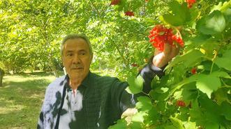 Geçen yıl hiç yoktu, bu yıl bol geldi: Yozgat’ın şifa deposu gilaburusu tezgahta!