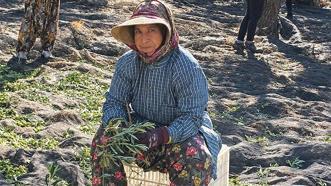 Zeytinde 'bolluk yılı'nda hasat başladı! Günlük ücretler belli oldu: Üretici de işçi de aradığını bulamadı