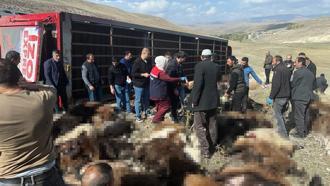 Erzurum'da feci tır kazası: 130 küçükbaş hayvan telef oldu!