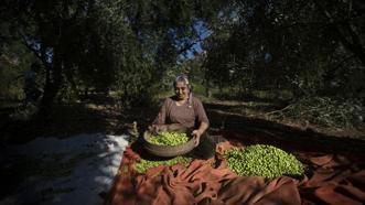 Mardin'in tescilli doğal lezzeti Derik zeytinin hasadı sürüyor